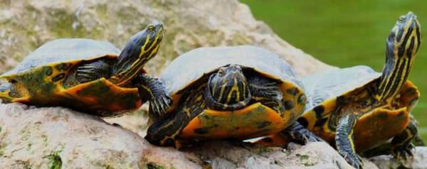 乌龟为什么晒背,乌龟晒背原因及作用_养鱼