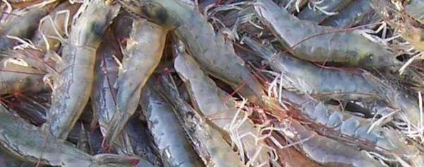 对虾黄肝什么原因_养殖问答