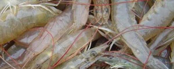 南美白对虾软壳怎么处理?_养殖问答