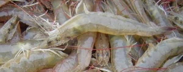 南美白对虾和青虾有什么区别_养殖问答