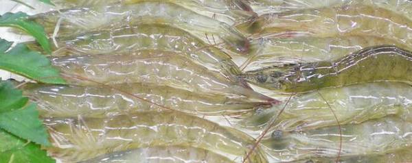 对虾软壳是什么原因,对虾软壳怎么办_养虾