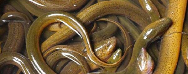 黄鳝分公母吗,黄鳝的性别逆转问题_养殖问答