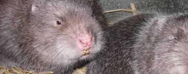 竹鼠白牙什么原因?_养殖问答