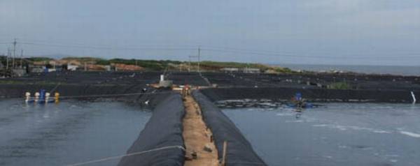 一亩虾塘用多少斤红糖?_养殖问答