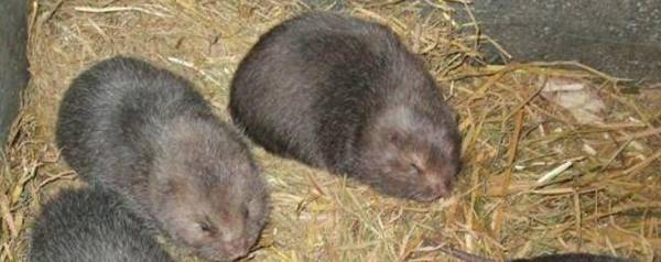 竹鼠感冒怎么治疗?_竹鼠养殖