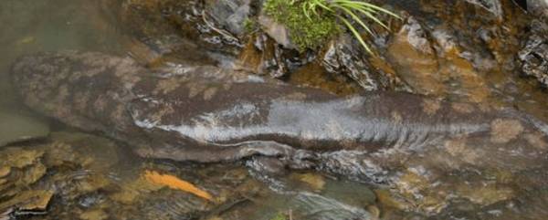 娃娃鱼卵生还是胎生,娃娃鱼卵怎么孵化?_养殖问答