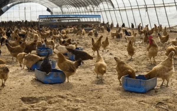 夏季养鸭的饲料配方调整要求_养鸭