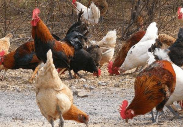 养殖三黄鸡对饮水器的要求_养鸡