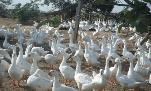 养鹅怎么赚钱,养鹅赚钱的四个方向_养鹅