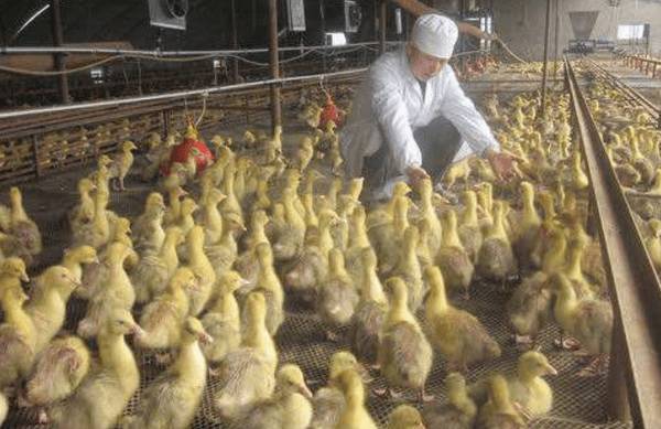 雏鹅的饲养密度多少合适?_养鹅