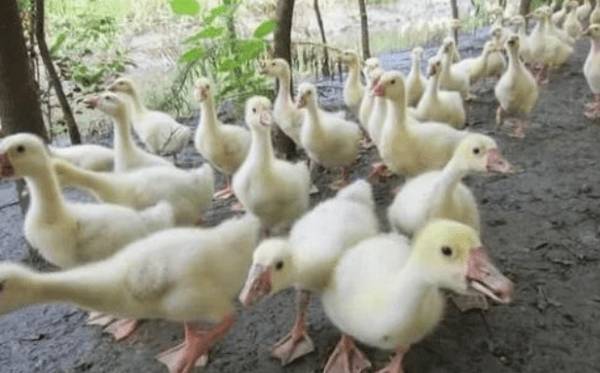雏鹅的饲养密度多少合适?_养鹅