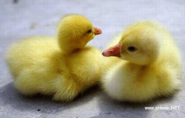 雏鹅养殖的五大要点_养鹅