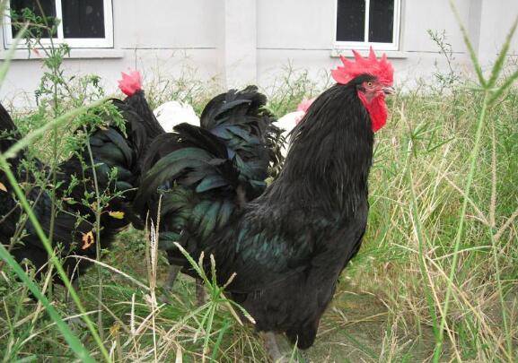 土鸡品种:狼山鸡,江苏如东狼山的特产鸡_养鸡