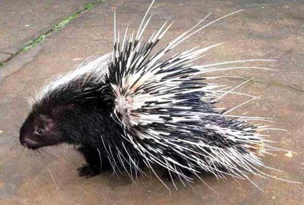 豪猪舍中投药箱的设置要点_豪猪养殖