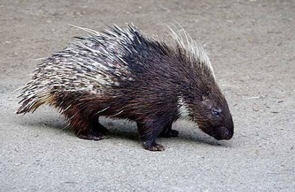 豪猪舍大栏的设计要求_豪猪养殖