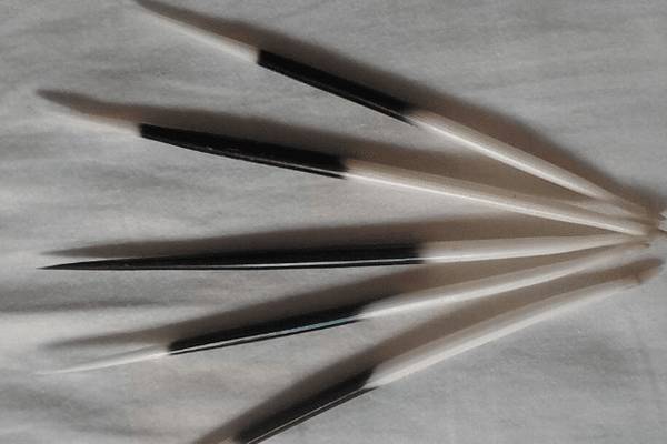 豪猪刺多少钱一斤,豪猪刺的最新市场价格_豪猪养殖