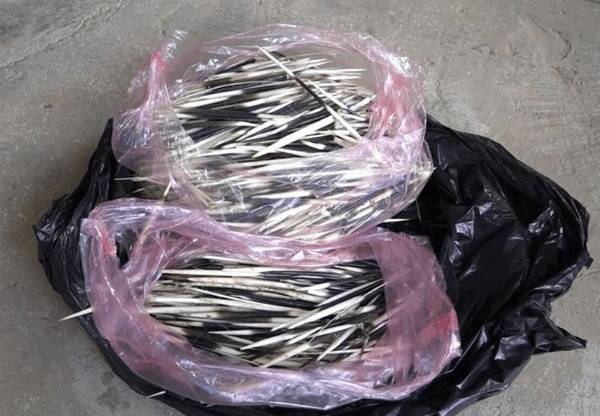 豪猪刺多少钱一斤,豪猪刺的最新市场价格_豪猪养殖