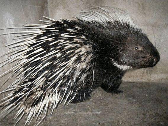 养殖豪猪的几点注意事项_豪猪养殖