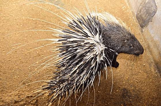 豪猪刺多少钱一斤,豪猪刺的最新市场价格_豪猪养殖