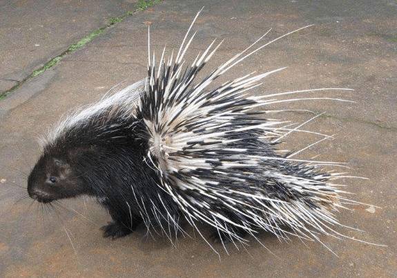 豪猪刺多少钱一斤,豪猪刺的最新市场价格_豪猪养殖