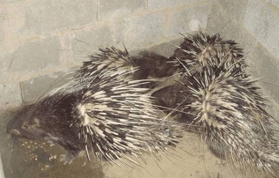 养50只豪猪投资多少钱_豪猪养殖