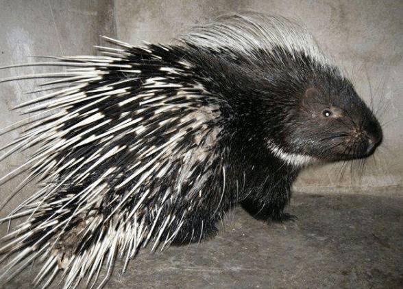 豪猪得了寄生虫病怎么办?_豪猪养殖