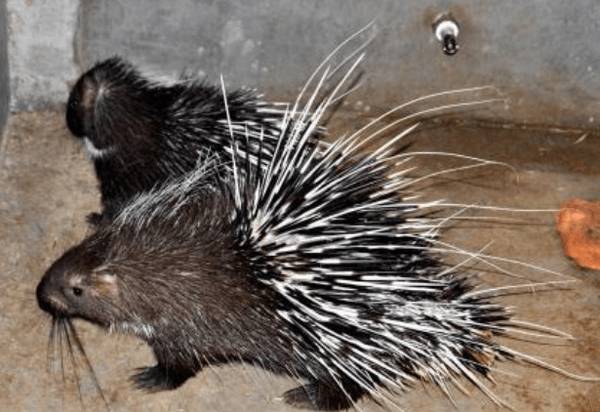 豪猪肠炎的防治方法_豪猪养殖