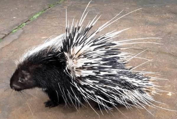 豪猪急性肺炎的治疗方法_豪猪养殖