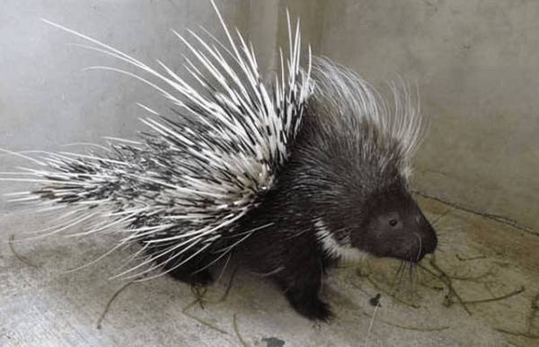 豪猪舍中投药箱的设置要点_豪猪养殖