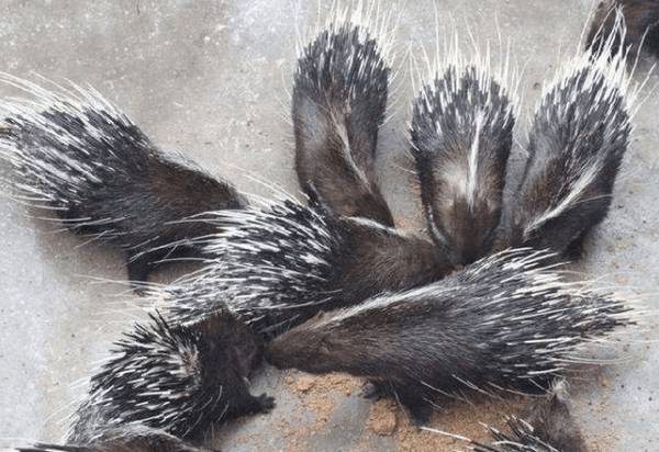 豪猪舍产房的设计要求_豪猪养殖