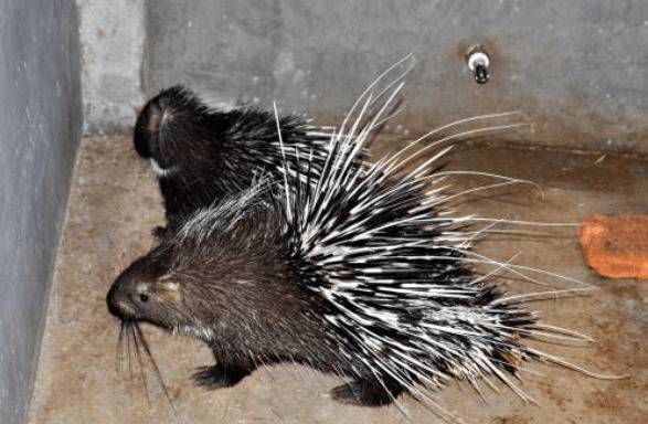 豪猪繁殖期的饲养管理要点_豪猪养殖