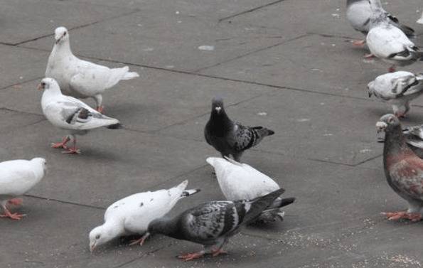 针对鸽群的鸽痘防疫措施_养鸽