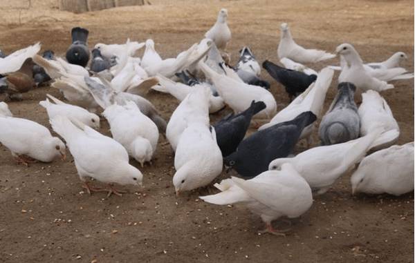 肉鸽饲料中加食盐的作用_养鸽