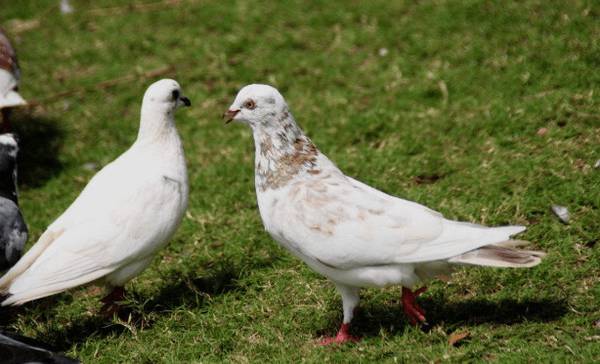 肉鸽饲料中加食盐的作用_养鸽