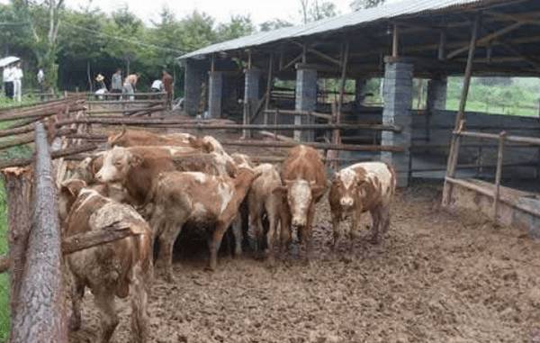 初次养牛养多少合适?_养殖问答