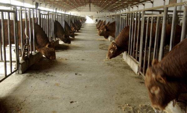 养牛时建什么样的圈舍好?_养殖问答