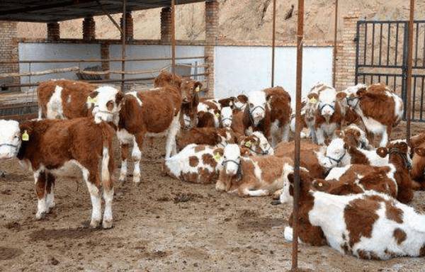 养什么品种的牛,牛品种的选择技巧_养殖问答