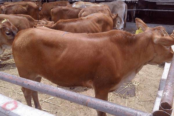 牛酮病怎么治,牛酮病的治疗与预防_养殖问答