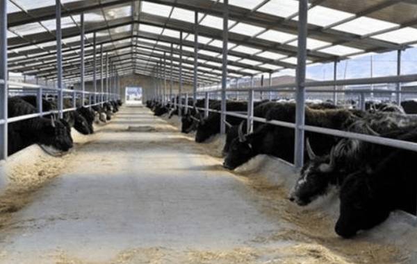 肉牛的正常脉搏为多少?_养殖问答