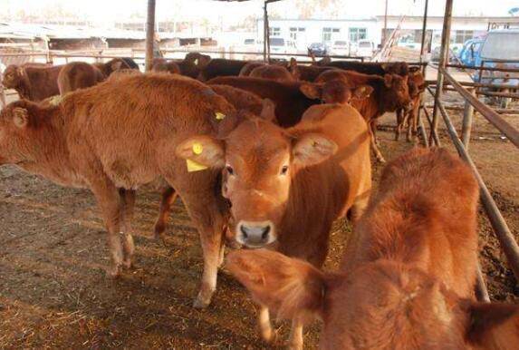 牛爱吃草不爱吃料什么原因,多半是得了慢性前胃弛缓_养牛