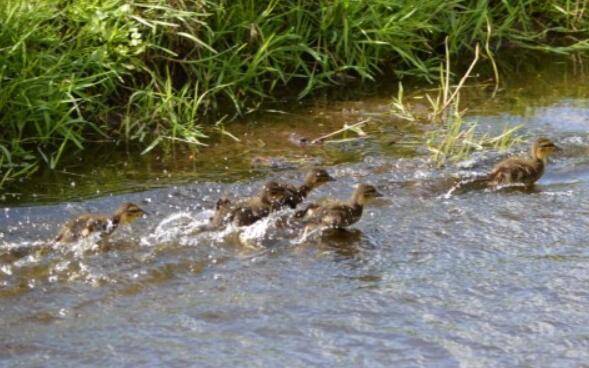 夏季养鸭的饲养密度问题,降密度才能保增长_养鸭