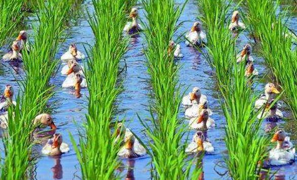 夏季养鸭的饲料配方调整要求_养鸭