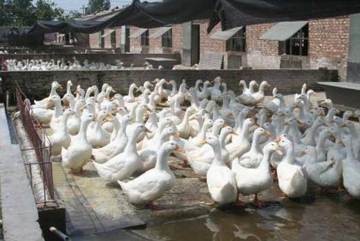 大棚养鸭时通风换气口的设置_养鸭