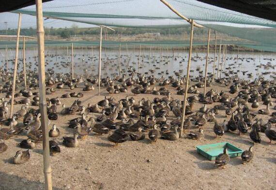 大棚养鸭时通风换气口的设置_养鸭