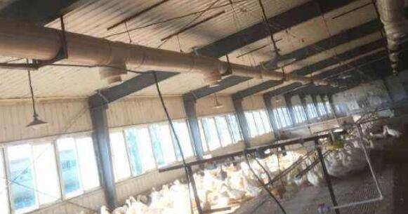 大棚养鸭时通风换气口的设置_养鸭