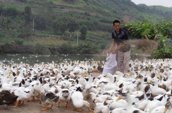 冬季提高鸭产蛋率的方法_养鸭
