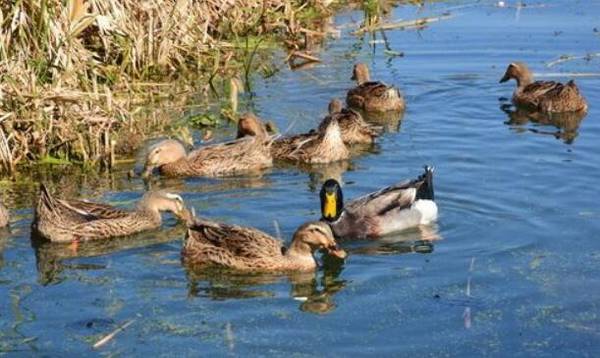 夏季养鸭场怎么防蚊虫,六大妙招助你驱蚊灭蚊_养鸭