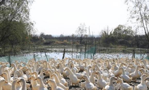 池塘放养鸭子的五个注意事项_养鸭