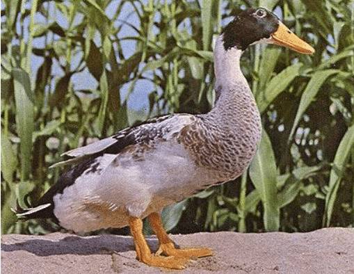 稻田养鸭模式中的鸭子品种选择_养鸭