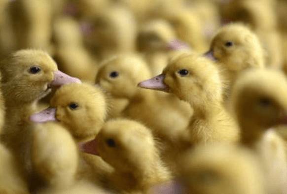 雏鸭的选择与饲养管理问题_养鸭